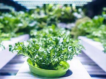 Optimales Wachstum von Pflanzen mit COB LEDs in Gewächshäusern